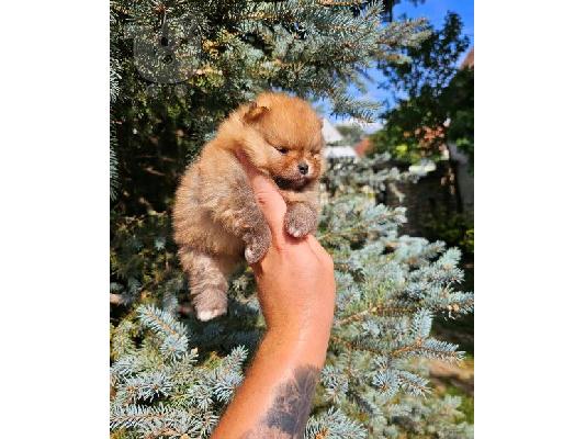 Μωρά Pomeranian ανώτερης γενετικής